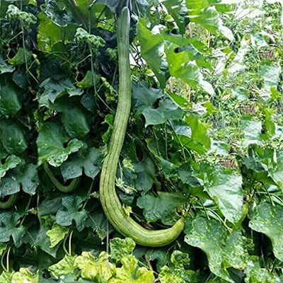 Aywal Long Melon Kakri Seeds, Cucumber Kakdi Seed(50 per packet)