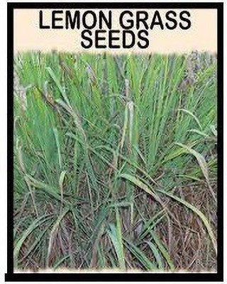 CYBEXIS HUA-82 - Lemon Grass Cymbopogon Flexuosus - (2250 Seeds) Seed(2250 per packet)