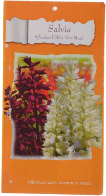 CYBEXIS Flower - Salvia Blue & White Seed(1 g)