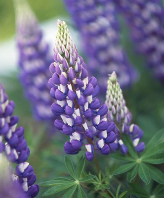 Lorvox Lupin Mix Dwarf Flower Seed(34 per packet)