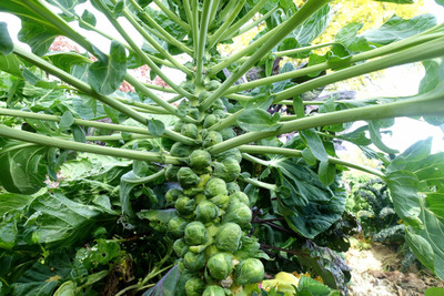 Flipkart SmartBuy Brussel Sprouts Seed(40 per packet)