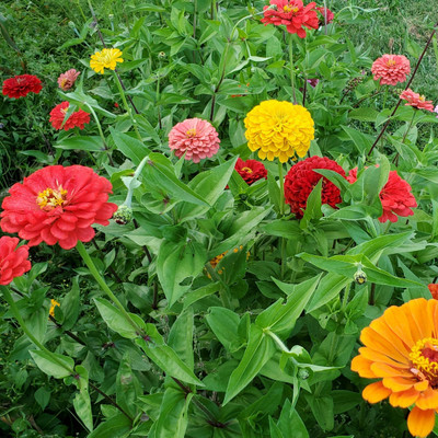 UGRA Zinnia Seeds - Mix Seed(15 per packet)