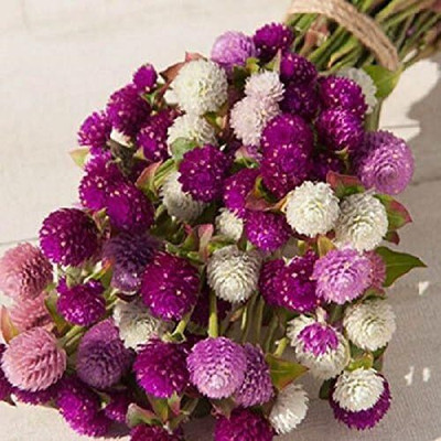 Qualtivate XL-8 Globe Amaranth Mix Seeds,Flower Gomphrena Seeds Seed(50 per packet)