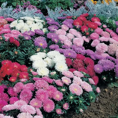 Aro Aster princes Seed(10 per packet)