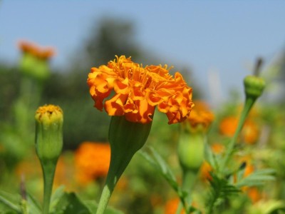 Audhav Marigold Inca Orange Flower Seeds For Home & Kitchen Gardening Seed(20 per packet)