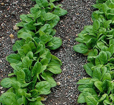 VibeX ® XXL-324 Spinach Seeds Non-gmo Seed(500 per packet)