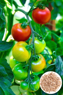 Seedsilk Store Tomato Fresh Seeds For Planting Seed(30 per packet)