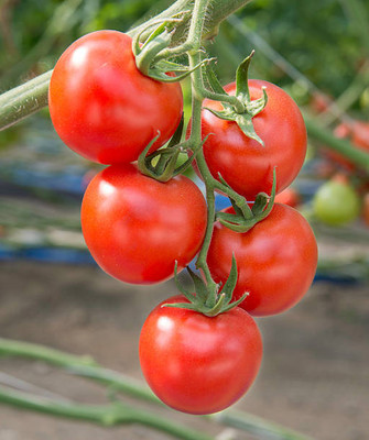 MrGrow tomato Seed(140 per packet)