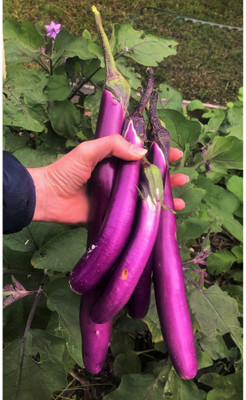 Avysa Brinjal Seed(1000 per packet)