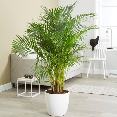 SeeGreen Erica palm plant_23 Seed(23 per packet)