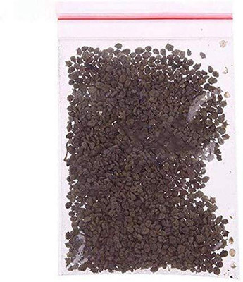 BDSresolve Outdoor Kochia seeds Pck of 26 Seed(26 per packet)