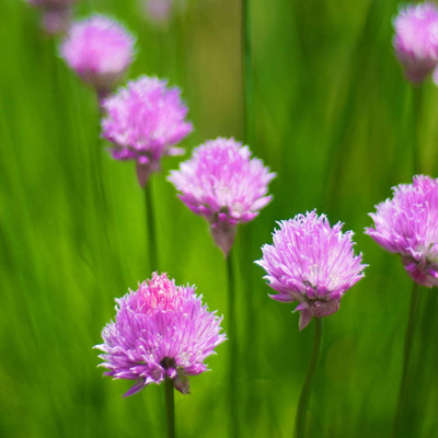 CYBEXIS Hybrid Chive Shallot Spring Onion Flower Seeds2000 Seeds Seed(2000 per packet)