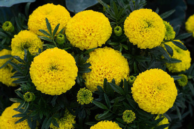 agrilabh marigold/gende ka phool flower seeds Seed(50 per packet)