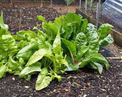 KNESSiN Swiss Chard, Perpetual Spinach Heirloom Seed(200 per packet)