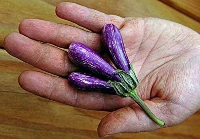 KNESSiN Mini Little Fingers Brinjal Seeds-[5gm] Seed(1000 per packet)