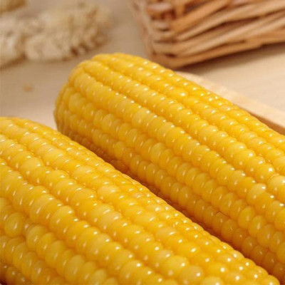 VibeX XL-97 - Yellow Sticky Waxy Corn - (750 Seeds) Seed(750 per packet)