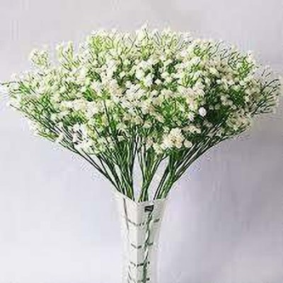 KANAYA Gypsophila White , Baby's Breadth Seed(14 per packet)