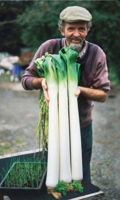 KNESSiN Easy to Grow Leek Autumn Giant Vegetable Seeds for Garden-(300 Seeds) Seed(300 per packet)