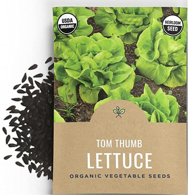 VibeX LX-81 - Tom Thumb Lettuce - (1350 Seeds) Seed(1350 per packet)