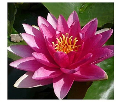 CYBEXIS GUA-66 - Aquatic Mini Lotus Flowers - (30 Seeds) Seed(30 per packet)