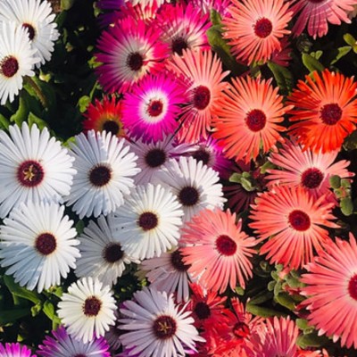 seedbasket Mesembryanthemum Mix Flower Bright Cold Hardy Winter Gardens Seed(400 per packet)