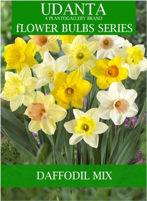 Udanta Daffodil Multicolor Flower Bulbs - Qty 10pcs Seed(10 per packet)