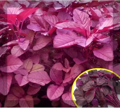 MAA Amaranthus Red, Tottakura Seed(100 per packet)