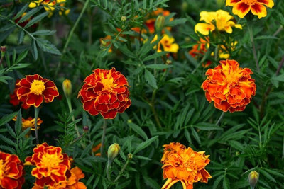 fixeded RED FRENCH MARIGOLD Seed(40 per packet)