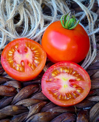 CYBEXIS Moneymaker Tomatoes2000 Seeds Seed(2000 per packet)