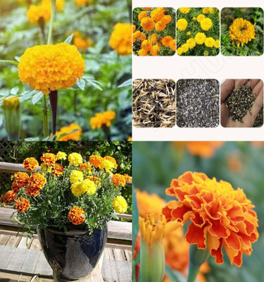 ibains Marigold mix seeds pack of 79 Seed(39 per packet)