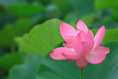 SHREE BALA JI VENTURES lotus,kamal gatta Seed(15 per packet)