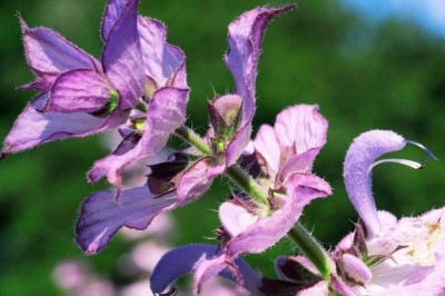 CYBEXIS GUA-66 - Clary Sage - (150 Seeds) Seed(150 per packet)