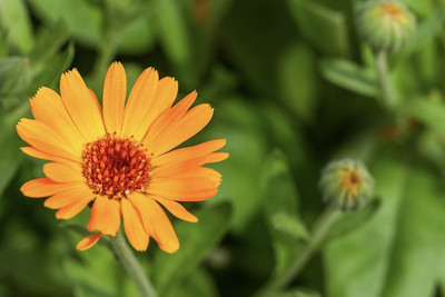 Quentova Organic Calendula Flower-RXI Seed(40 per packet)