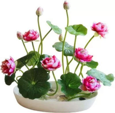 Aro Lotus, Kamal Seed(25 per packet)