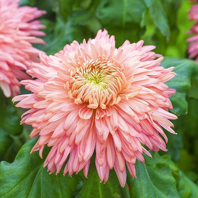 BDSresolve Chrysanthemum seed for garden plant PACK OF 9 Seed(9 per packet)