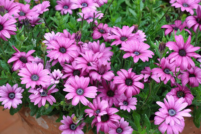 Epazo DIMORPHOTHECA WHITE OPEN POLLINATED Seed(70 per packet)