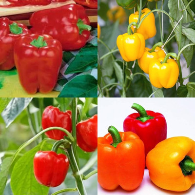 ibains F1 hybrid capsicum vegetable seeds shimla mirchi 84 Seed(84 per packet)