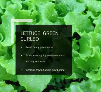 CYBEXIS LETTUCE GREEN CURLED SEEDS(1000 Seeds) Seed(1000 per packet)