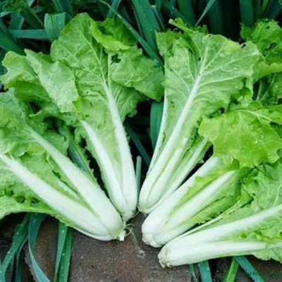 WILLVINE AGRI -II Non-GMO Small Loose Leaf Cabbage Seeds [2.5g] Seed(750 per packet)