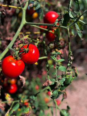 ErTh tomato Seed(140 per packet)