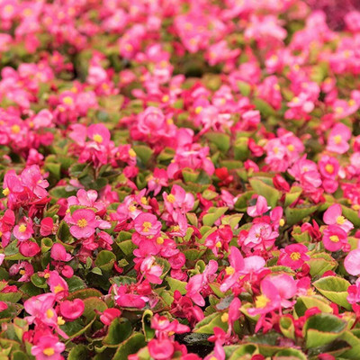 Qualtivate TLX-24 Wax Begonia Semperflorens Rose Flower Seed Seed(25 per packet)