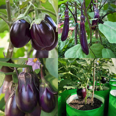 ibains Brinjal seeds hybrid mahyco 112 pack of 400 Seed(400 per packet)