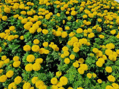 JAYANTAHALDER marigold/gende ka phool flower seeds Seed(75 per packet)