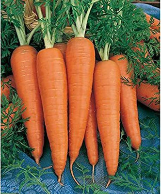 CYBEXIS Onward Imported Carrot Variety1000 Seeds Seed(1000 per packet)