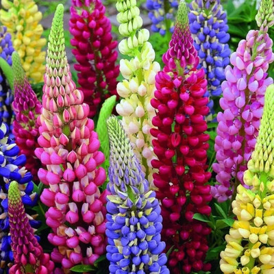 CWAN Perennial Lupine Mix of colors/Lupinus Polyphyllus Seed(30 per packet)