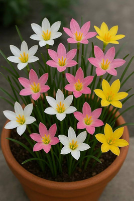 greenearthfarm Rain Lily Mix Flower Bulbs (Pack of 4) Seed(4 per packet)