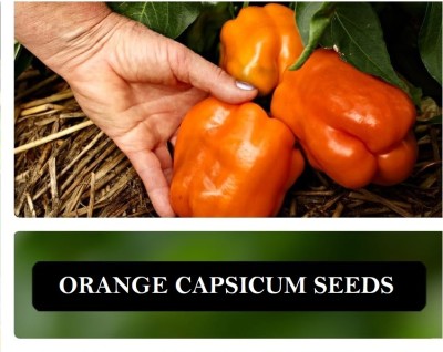 KNESSiN Orange Capsicum Pepper Seeds Seed(500 per packet)