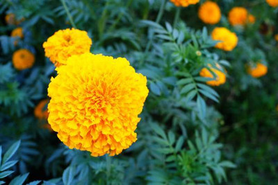 Pivotal Life marigold/gende ka phool flower seeds Seed(50 per packet)