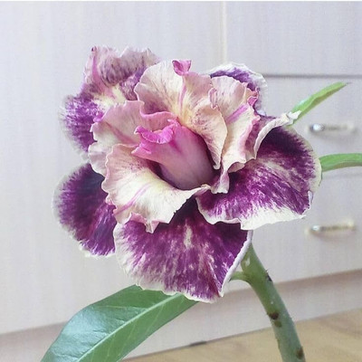 CRGO ADENIUM Seed(20 per packet)