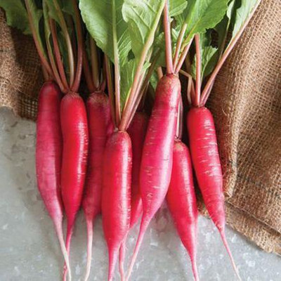 Radha Krishna Agriculture Imported Radish Red Long Hybrid Seeds For Gardening/ Seed(70 per packet)